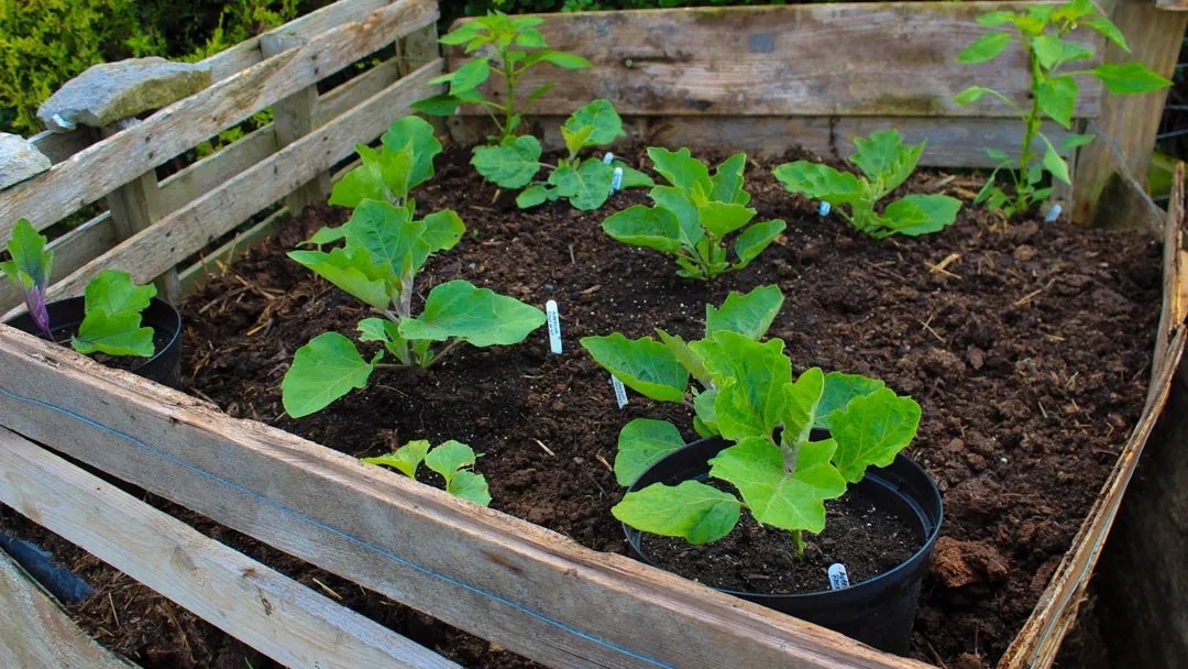 Aubergine / Eggplant / Brinjal Growing Guide - Image 3