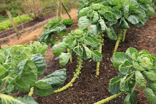 Brussels sprouts Growing Guide