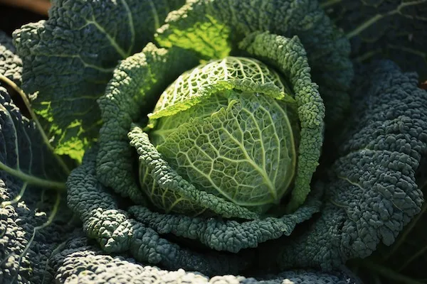 Cabbage Growing Guide