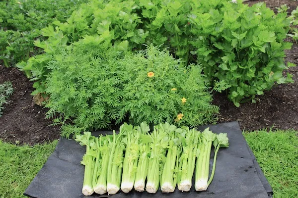 Celery & Celeriac Growing Guide