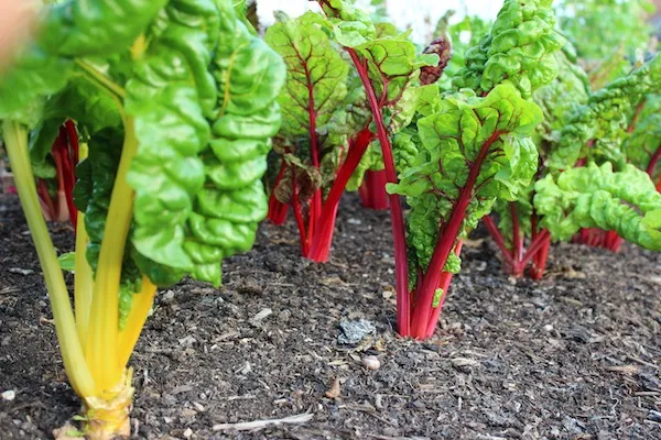 Chard & Leaf Beet Growing Guide