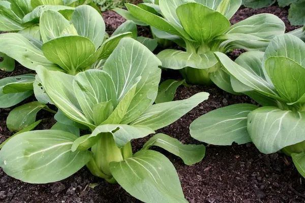 Chinese / Napa Cabbage & Oriental Leaves Growing Guide