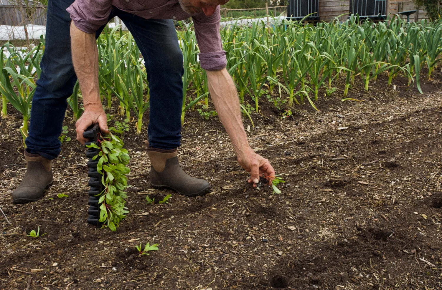 No Dig Growing for Beginners – Online Course - Image 4