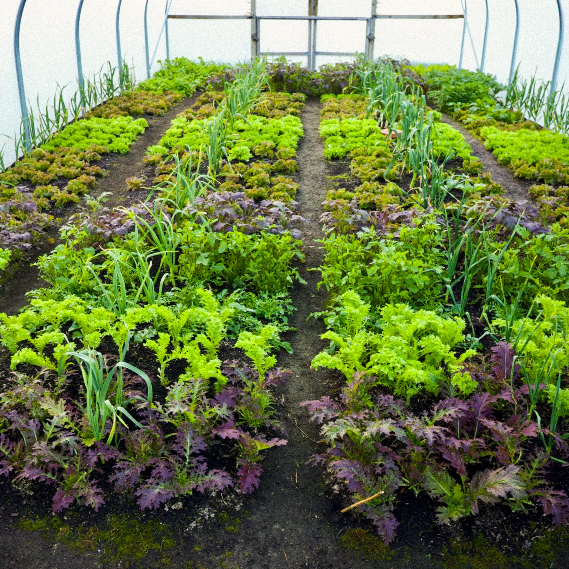 *NEW! Greenhouse & Polytunnel Growing – Online Course - Image 4