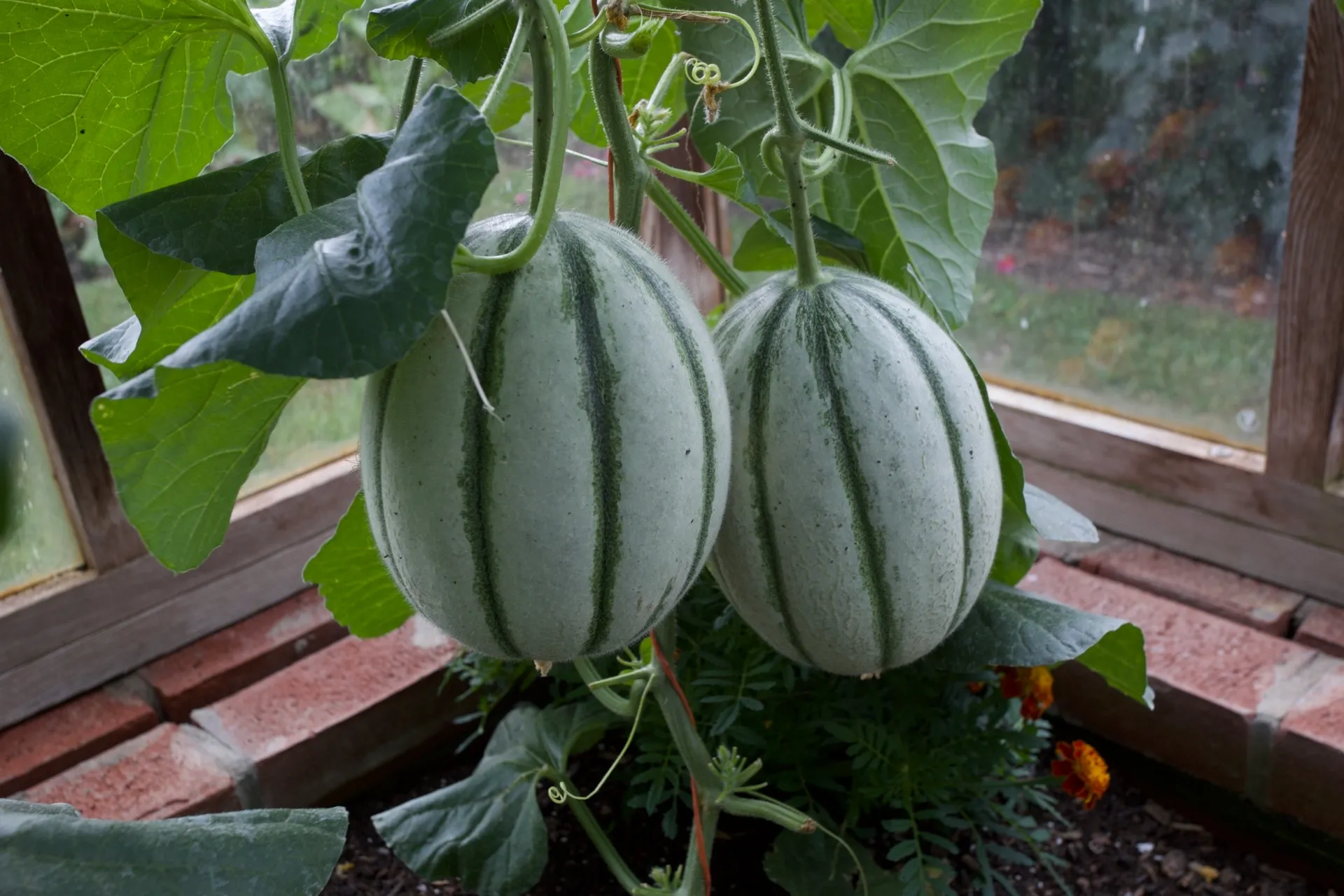 *NEW! Greenhouse & Polytunnel Growing – Online Course - Image 5