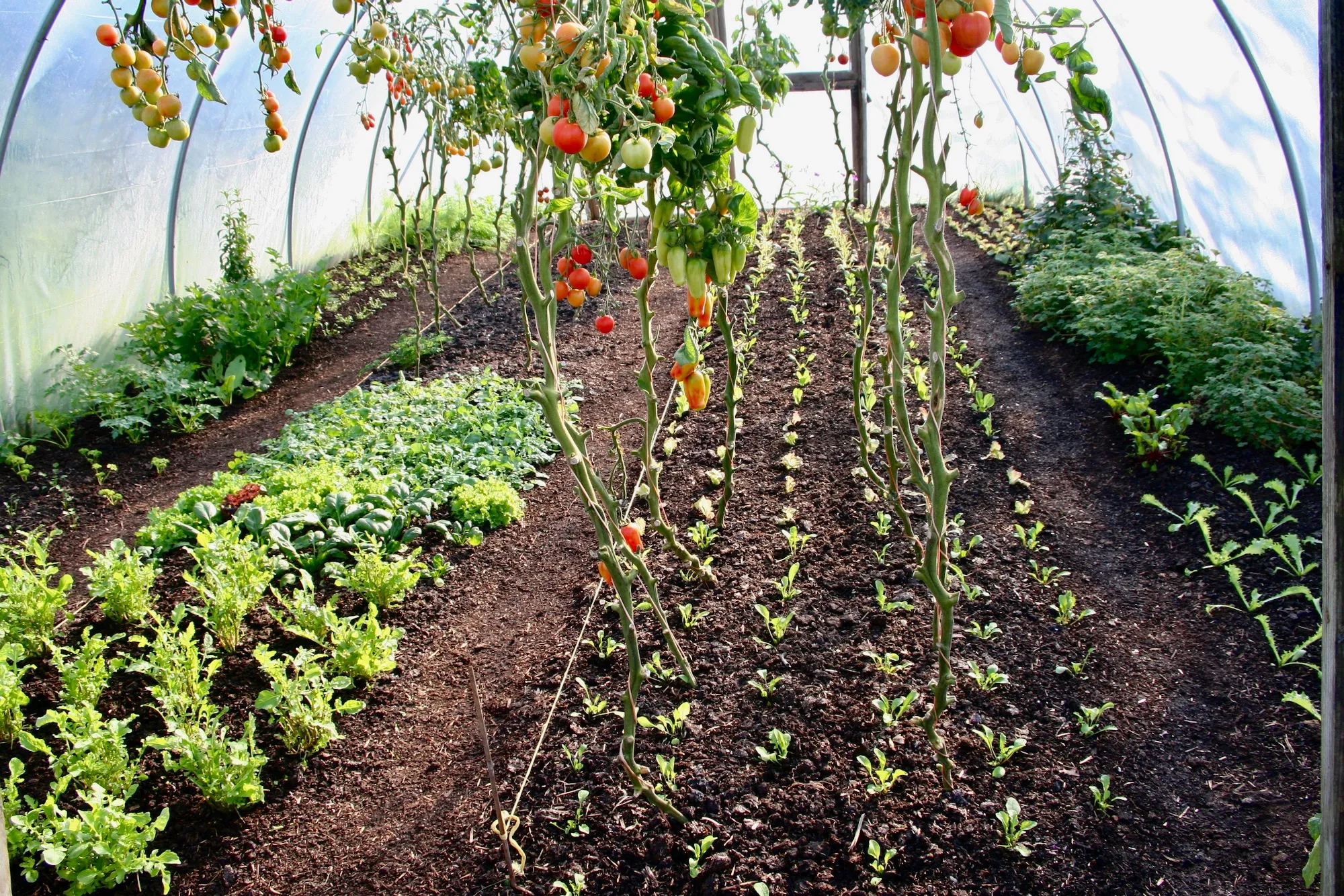 *NEW! Greenhouse & Polytunnel Growing – Online Course - Image 6
