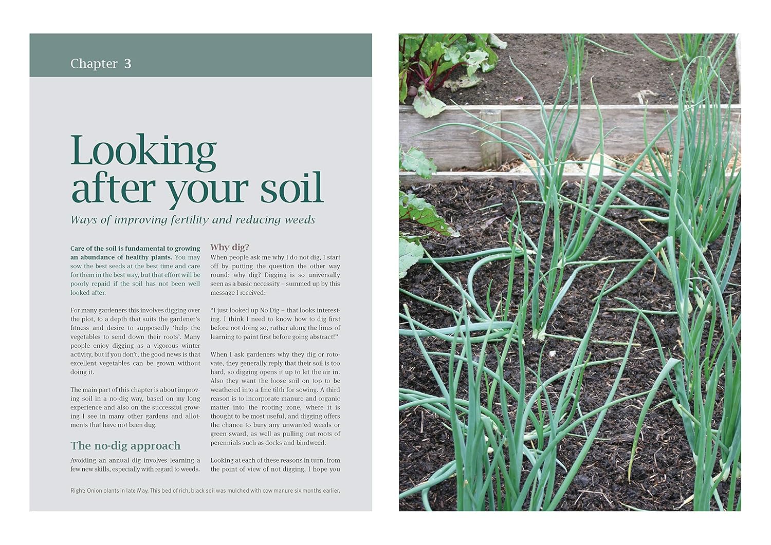 How to Grow Winter Vegetables: Planning and Planting for the Hungry Gap - Image 3