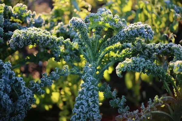 Kale Growing Guide