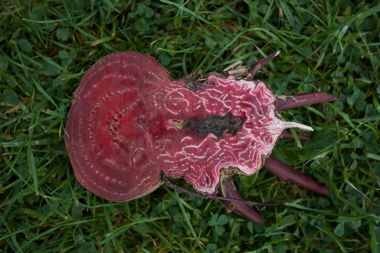 New Energies for Gardening - Image 7