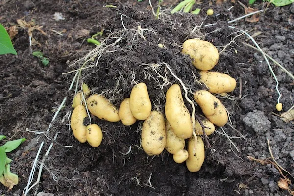 Potatoes Growing Guide