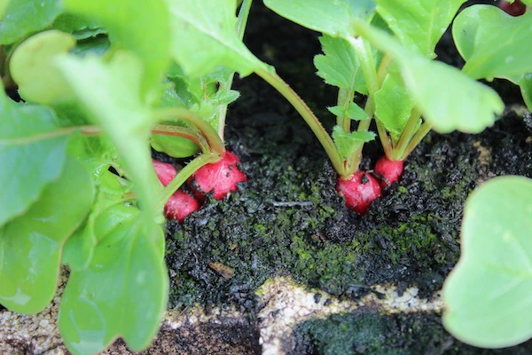 Radish Growing Guide