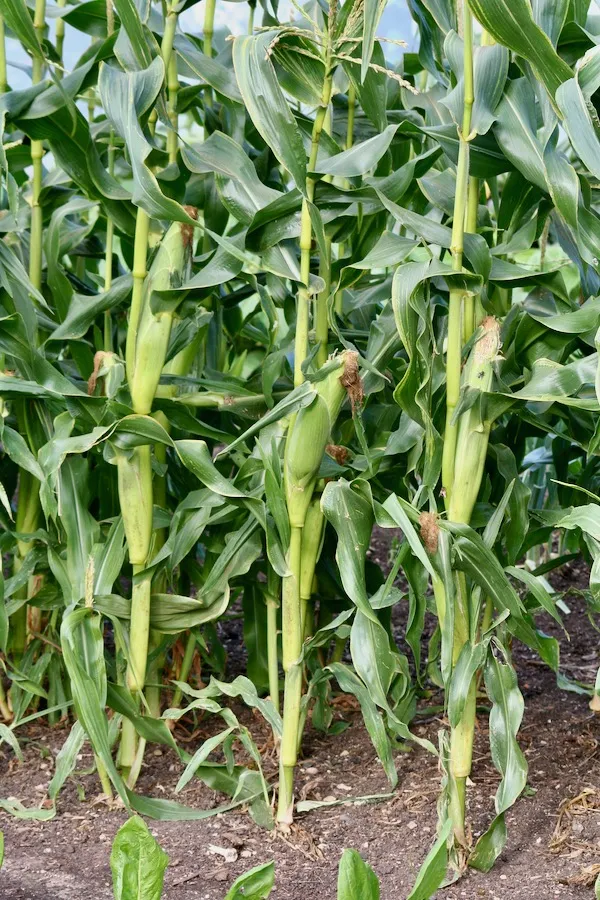 Sweetcorn Growing Guide