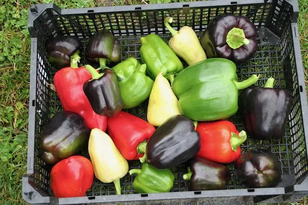 Sweetcorn, Melon & Capsicums Growing Guide
